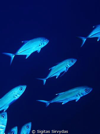 School of trevally by Sigitas Sirvydas 