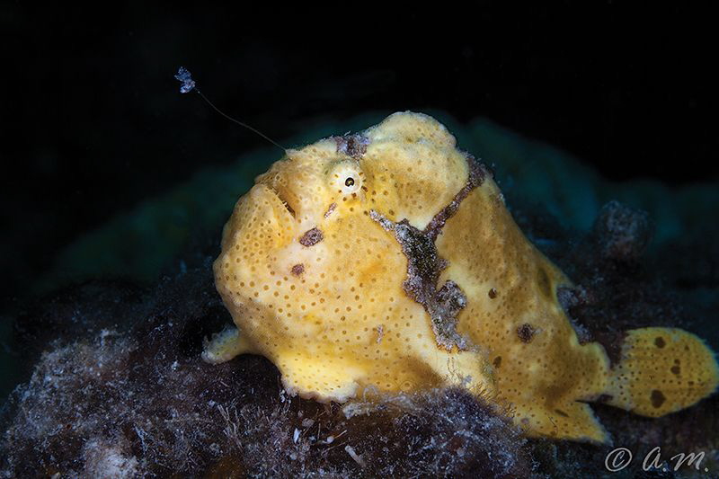 Small frogfish fishing for dinner by Aleksandr Marinicev 