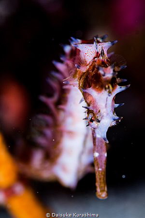 Eye of Thorny Seahorse. by Daisuke Kurashima 