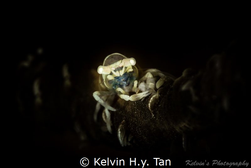 Anker's portrait by Kelvin H.y. Tan 