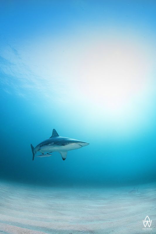 "Bucket List 7"

Finally and thanks to my awesome water... by Allen Walker 