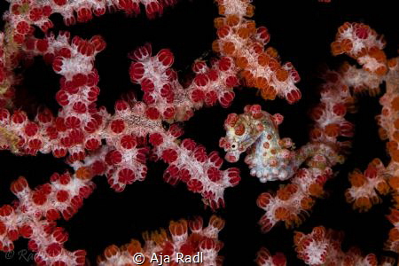 "You cant see me!" (Pygmy Seahorse -Hippocampus bargibanti) by Aja Radl 
