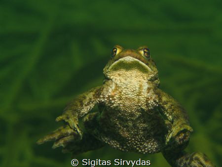 The Beauty by Sigitas Sirvydas 