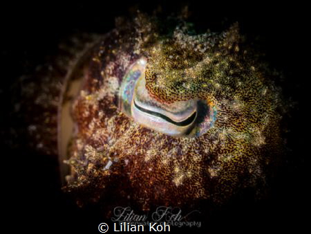 S L E E P Y H E A D
Cuttlefish eye by Lilian Koh 
