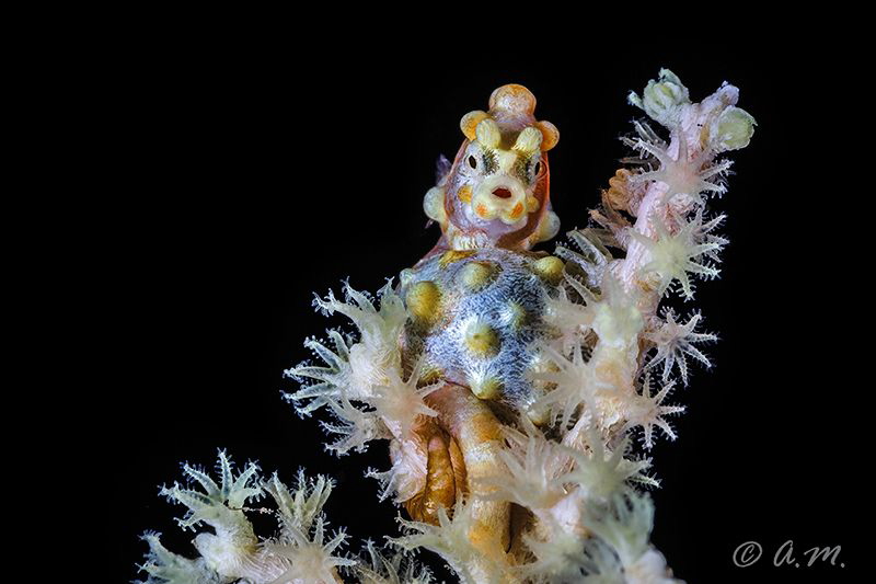 Pigmy Seahorse.
Tulamben, Bali by Aleksandr Marinicev 