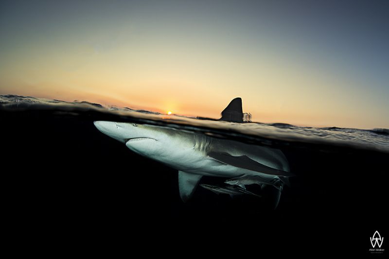 "A Moment in Time"
An early birthday gift from the ocean... by Allen Walker 