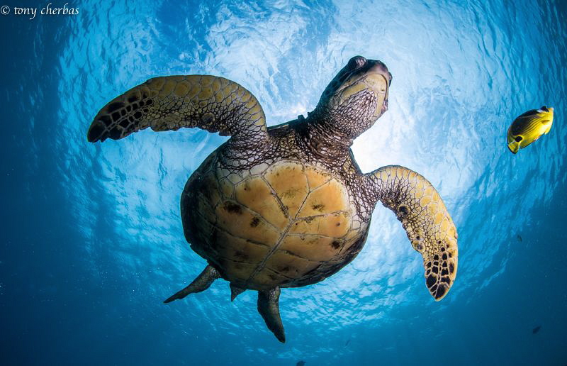 Honu + 1 in Hawaii by Tony Cherbas 