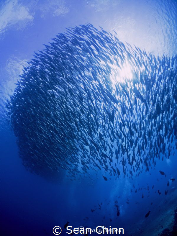 Schooling jackfish block out the sun by Sean Chinn 