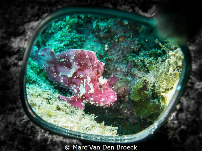 mirror leaf fish by Marc Van Den Broeck 