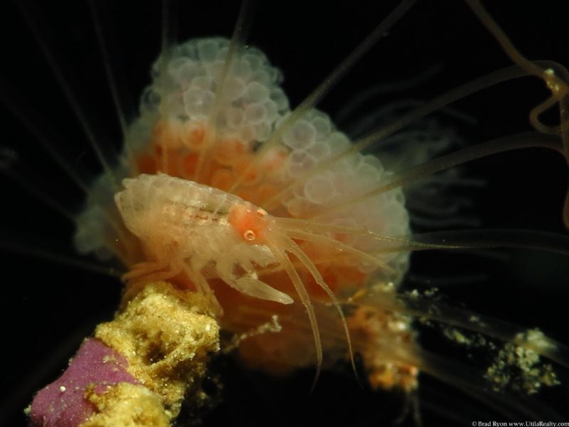 gammaridean amphipod on a solitary gorgonian by Brad Ryon 