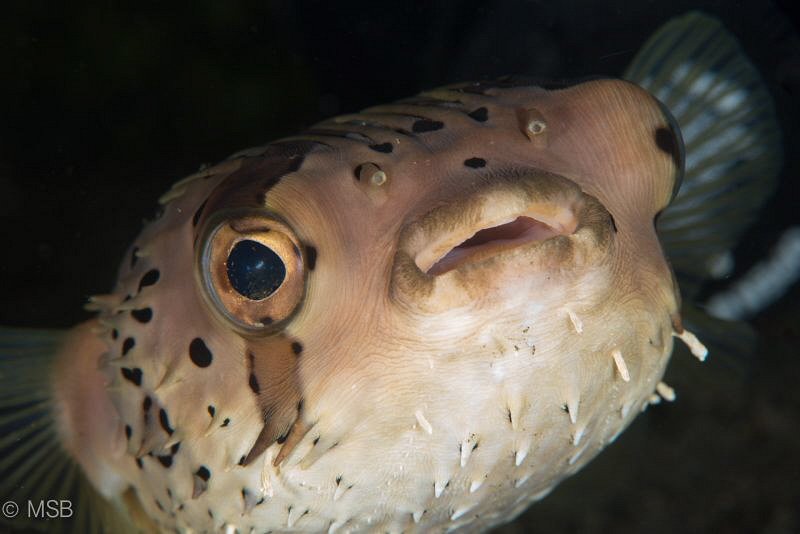 Long-spined porcupinefish. by Mehmet Salih Bilal 