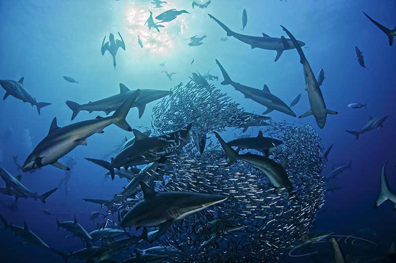 ~ Surrounded ~ by Geo Cloete 