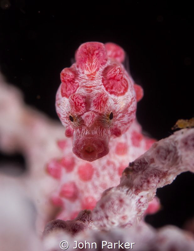 Pygmy watch! by John Parker 
