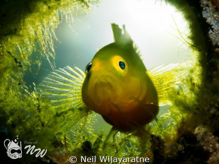 A whole new world .... Lemon Goby by Neil Wijayaratne 