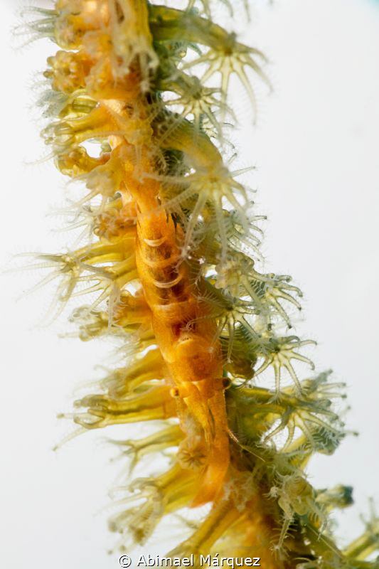 Wire Coral Shrimp by Abimael Márquez 