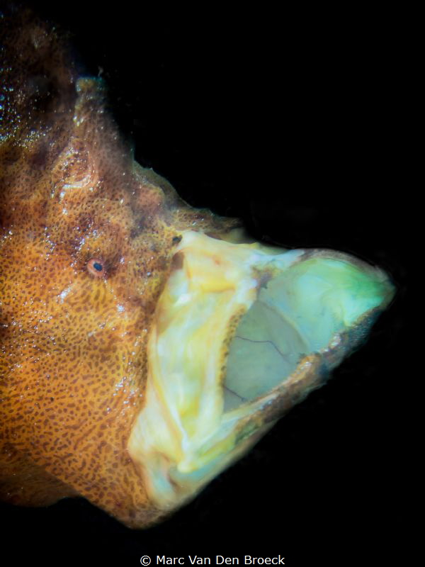 big mouth by Marc Van Den Broeck 