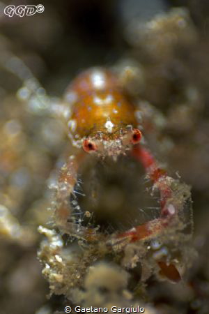 Squat lobster in a sponge. taken with a 20mm reversed 5:1... by Gaetano Gargiulo 