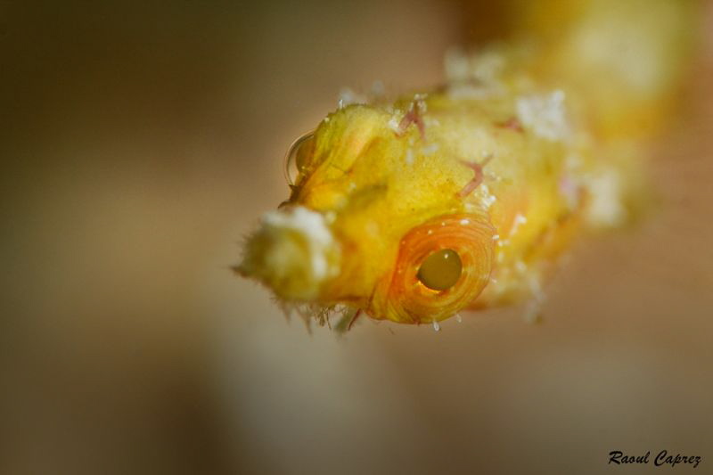 Quick face to face (+10 diopter) by Raoul Caprez 