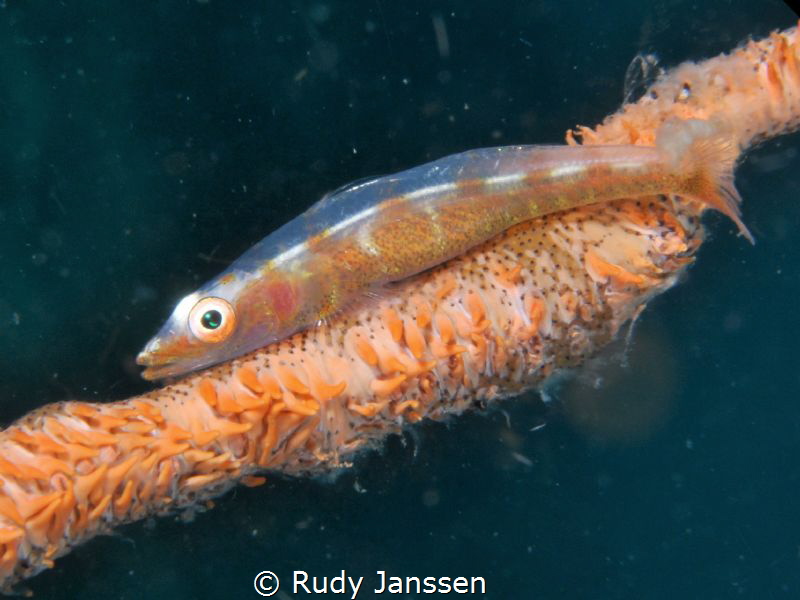 Goby by Rudy Janssen 