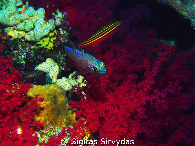 Reefs at night by Sigitas Sirvydas 
