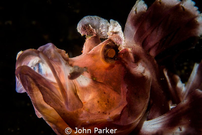 Back Lit Paddle Flap Rhinopia by John Parker 
