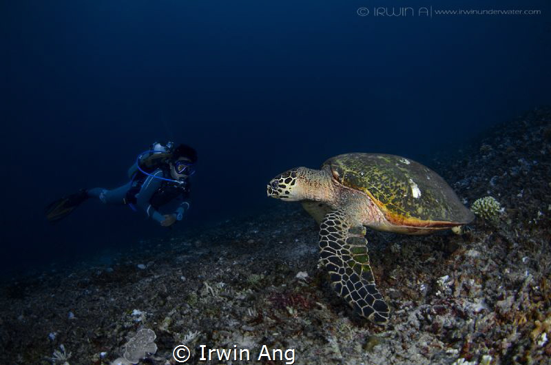 23rd May 2016
Hey, talk to me.. 
It's World Turtle Day!... by Irwin Ang 