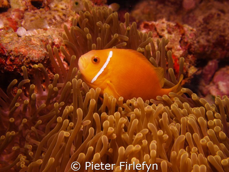 clownfish by Pieter Firlefyn 