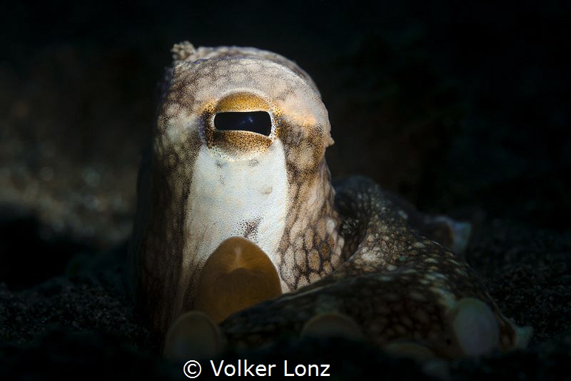 coconut-octopus by Volker Lonz 
