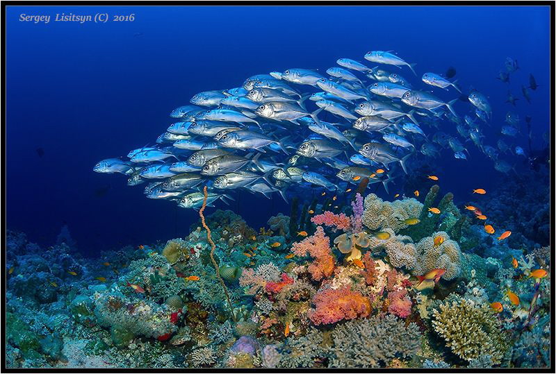Fish. by Sergey Lisitsyn 
