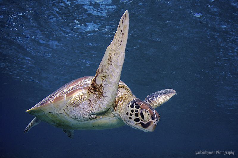Happy Day Turtle by Iyad Suleyman 