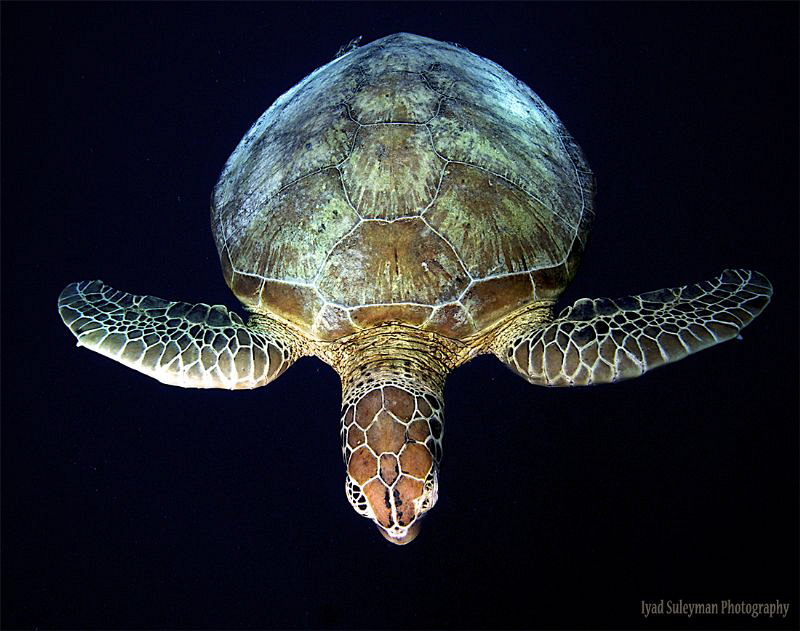 Turtle Day by Iyad Suleyman 