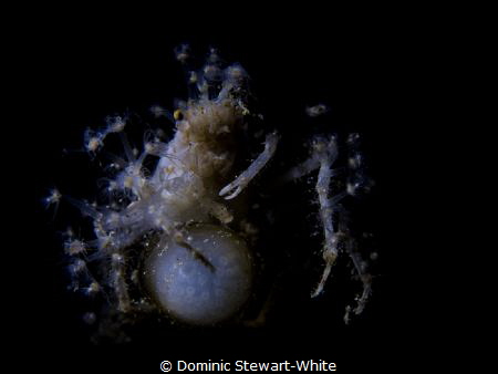 Spring collection.  This decorator crab is looking very s... by Dominic Stewart-White 