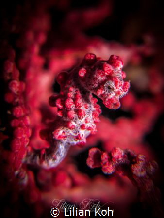 S C A R L E T
Pygmy seahorse
(Hippocampus bargibanti) by Lilian Koh 