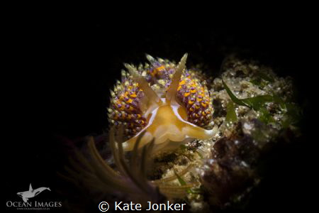 A four-coloured nudibranch photographed at Long Beach in ... by Kate Jonker 