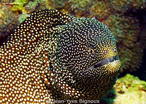 Moray Eel/Muraenidae Mauritius Trou Aux Biches
Jean-Yves... by Jean-Yves Bignoux 