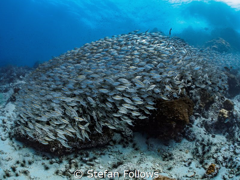 There's always one ... !

Oxeye Scad - Selar boops

S... by Stefan Follows 