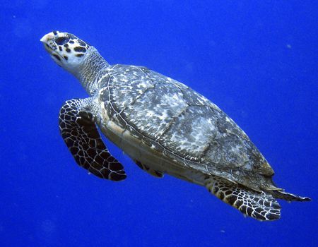 I like this picture of the turtle as it was shot against ... by Gary Schlei 