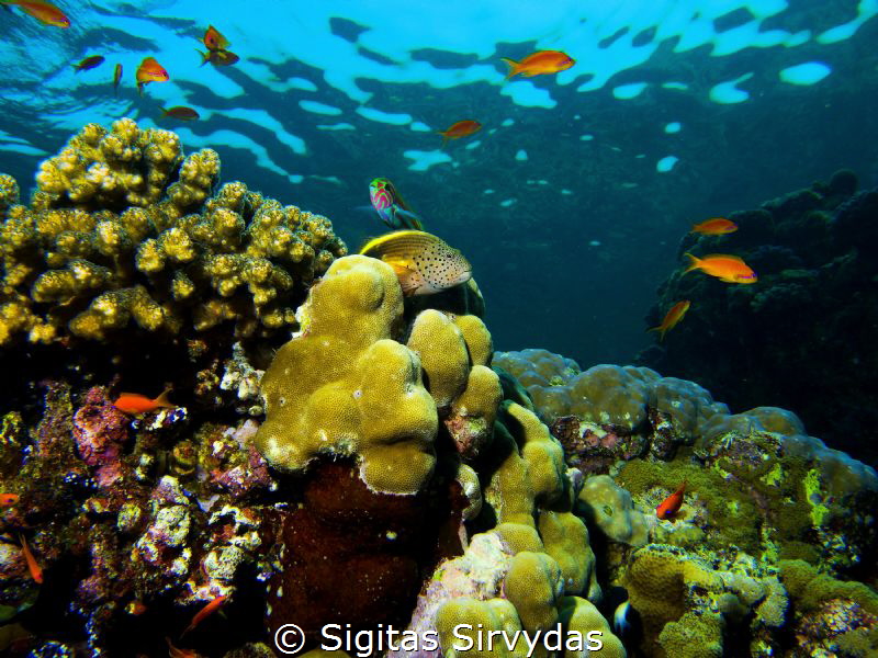 Colorful coral reef in Red sea by Sigitas Sirvydas 