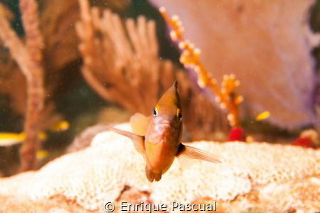 Close encounter by Enrique Pascual 