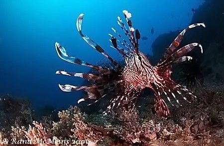 Lionfish @ Bangka D2x 10.5mm by Rand Mcmeins 