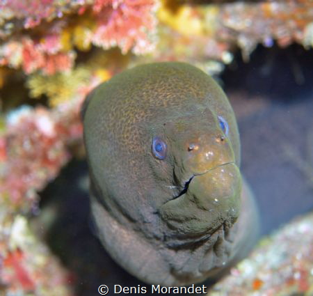 Giant moray by Denis Morandet 