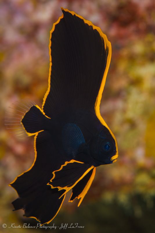 Juvenile Batfish struttering her stuff by Jeff Lafrenz 