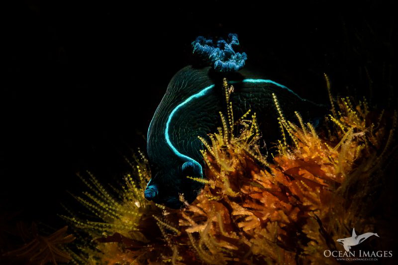 Black Nudibranch, Ark Rock, Simon's Town, South Africa.  ... by Kate Jonker 