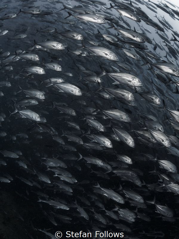 Too much too soon ... !

Big Eye Travely - Caranx sexfa... by Stefan Follows 