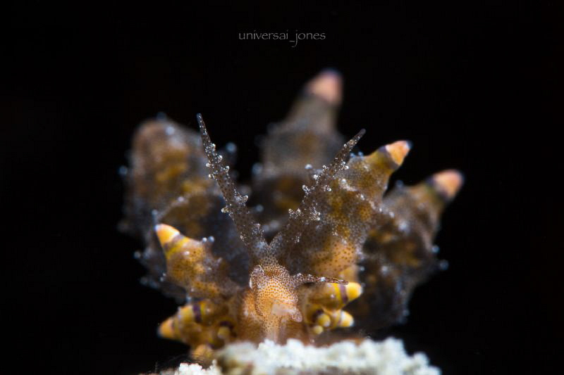 Eubranchus mandapamensis
With eggs by Wayne Jones 