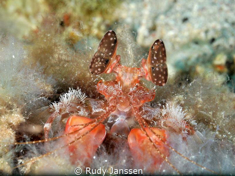 Schrimp by Rudy Janssen 