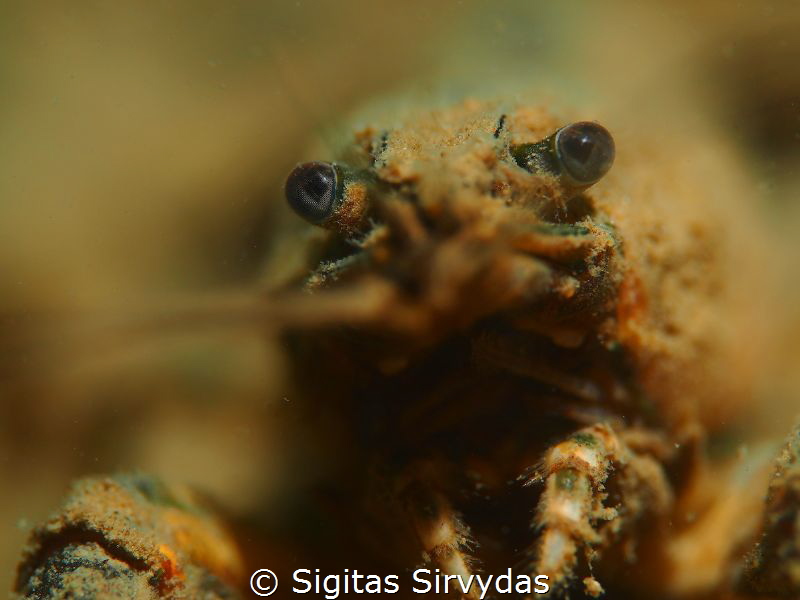 I see you... by Sigitas Sirvydas 