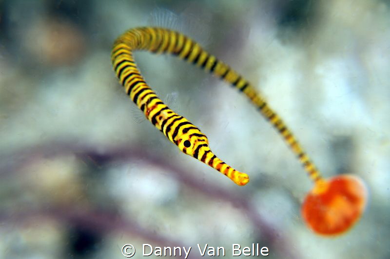 Pipefish move always around. Here I was lucky to get the ... by Danny Van Belle 