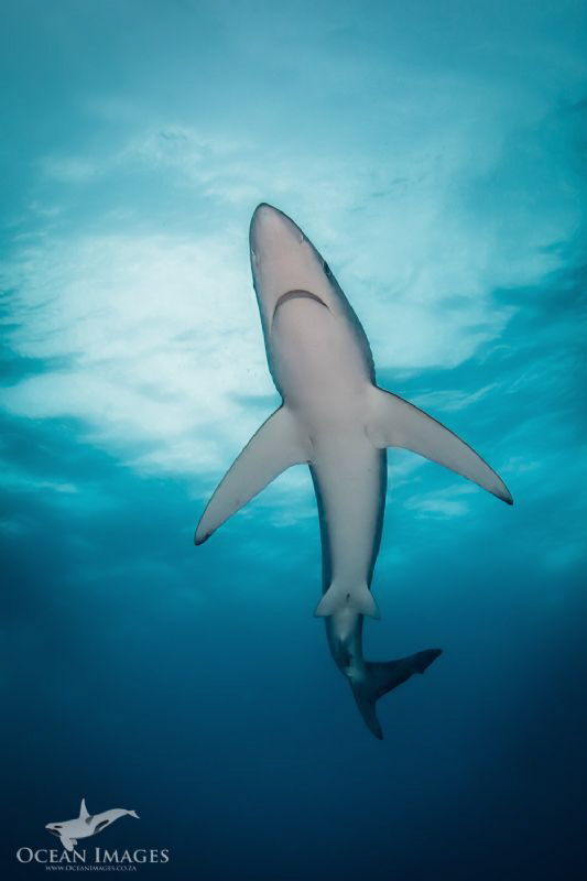 Blue Shark, photographed off Cape Point, South Africa.  C... by Kate Jonker 