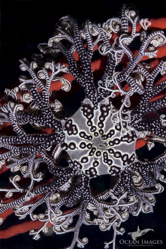 Basket Star
A huge basket star rests on a sinuous sea fa... by Kate Jonker 